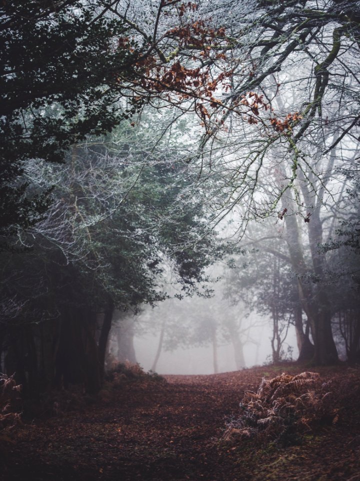 landscape photograpy forest with fogs