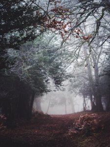 landscape photograpy forest with fogs photo