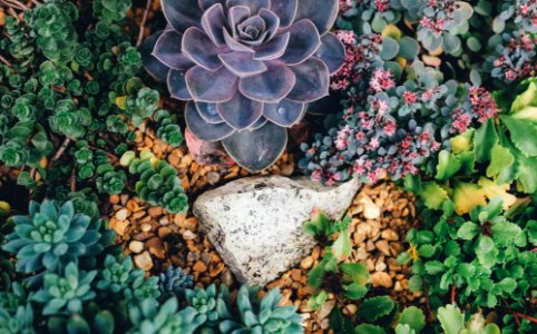 grey stone surrounded with succulent plants photo