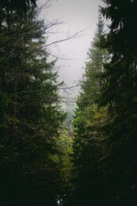 pine trees under cloudy sky