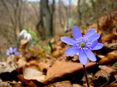 Flowers spring forest
