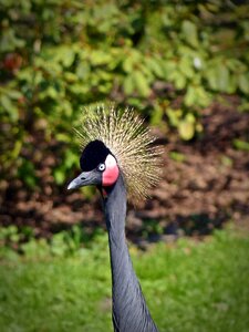Headdress plumage animal world