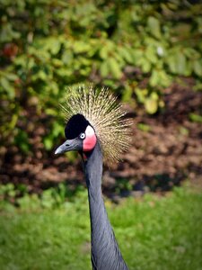 Headdress plumage animal world photo