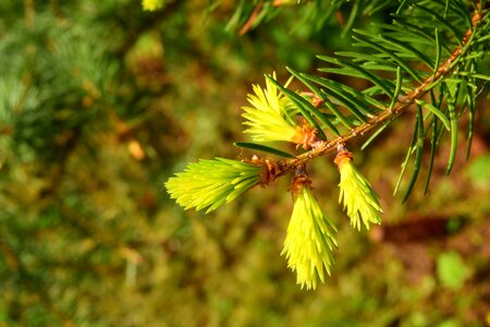 Spruce branch evergreen tree spring pine needles photo