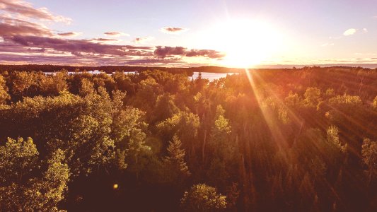 aerial photography of sunlight pass through tall trees