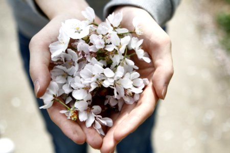 selective focus photography of person holding white clustered flowers photo