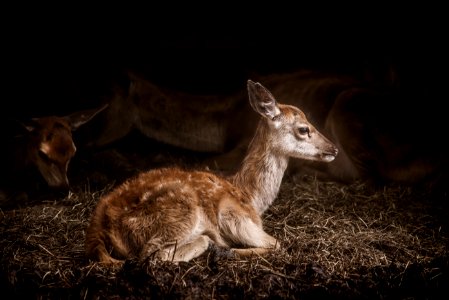 brown deer photo