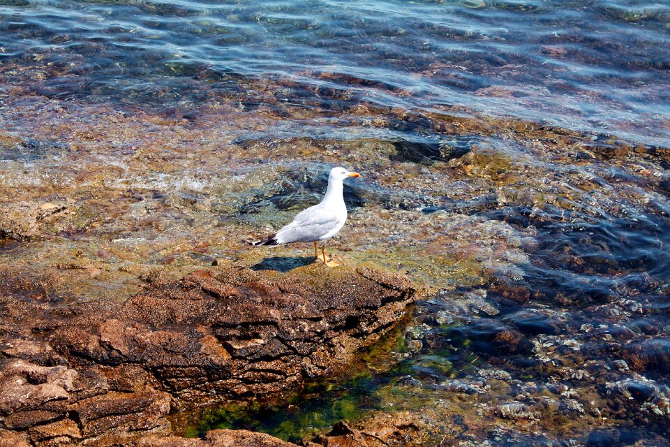 Water sea rocks