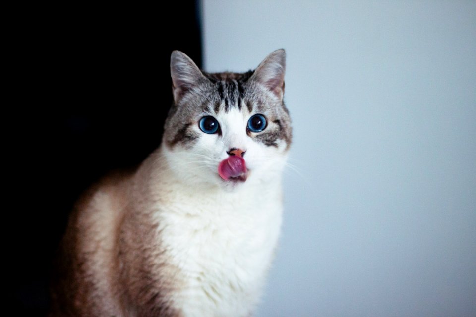 Hungry, Cute, Animal