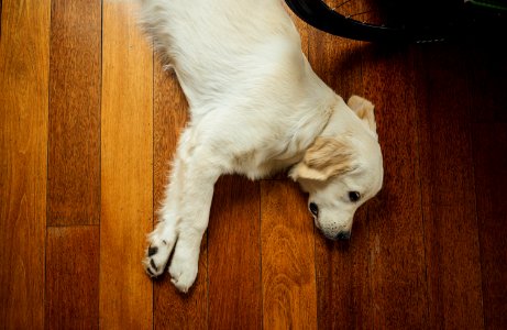 beige dog lying on brown wooden parquet floor photo