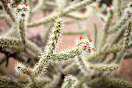 photo of green cactus plant during day time photo