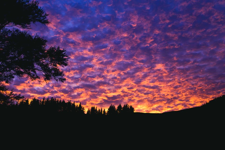 silhouette of trees during golden hour