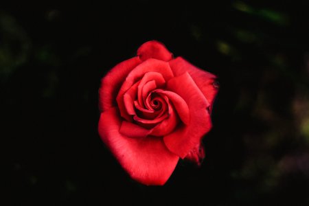 selective focus photography of red rose photo