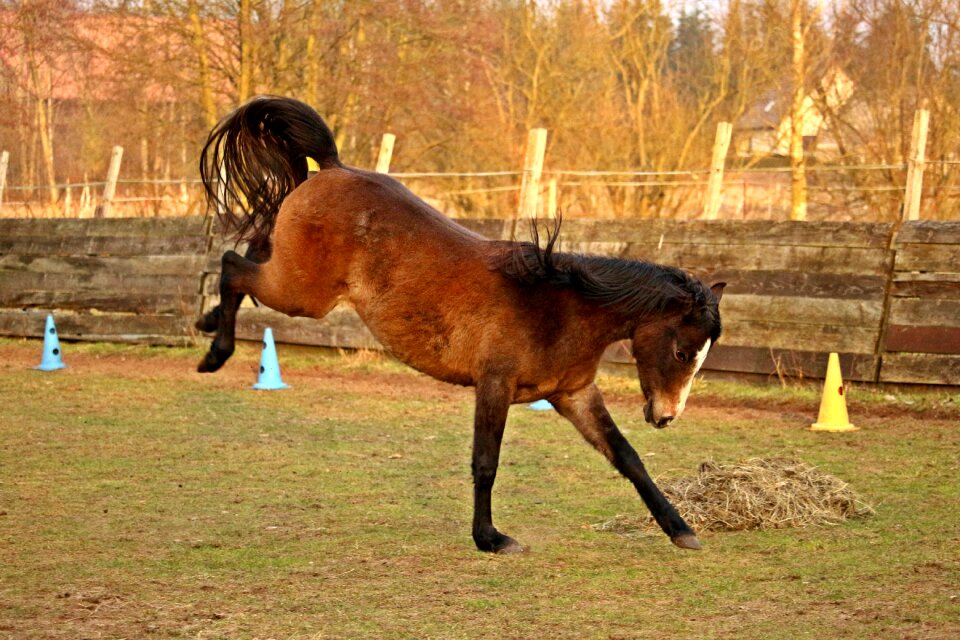 Brown mold high spirits foal