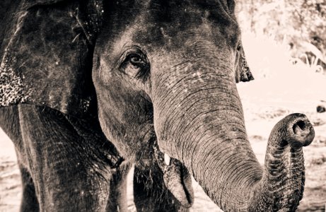 grayscale photography of elephant photo