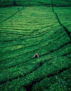 aerial photography of man in middle of plant field holding camera
