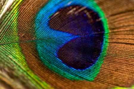 photography of peacock feather