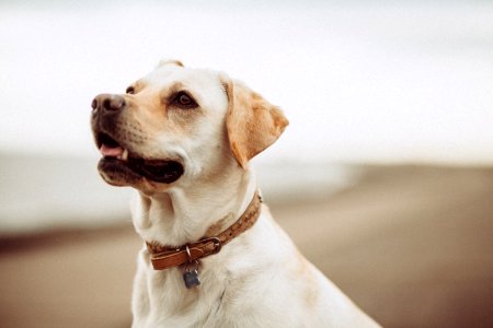short-coated white dog photo
