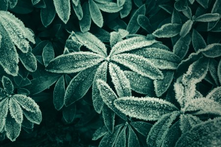 close-up photography of green leaf plant leaves photo