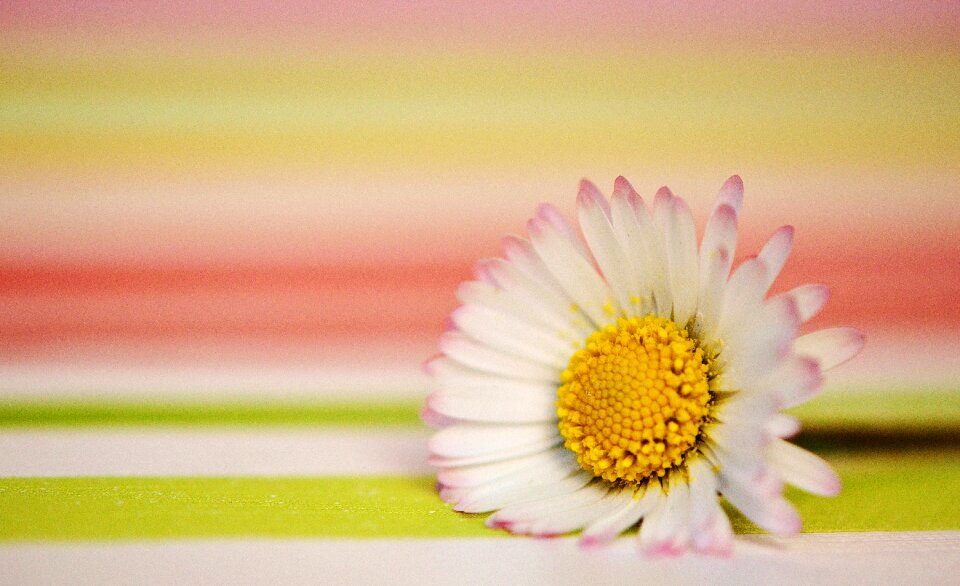 Flowers spring flower