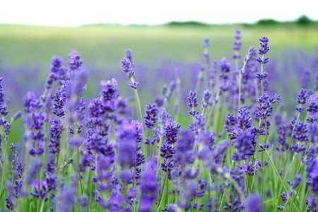 lavender flower field blooms at daytime photo