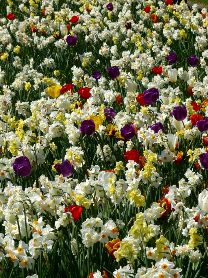 Nature plant field