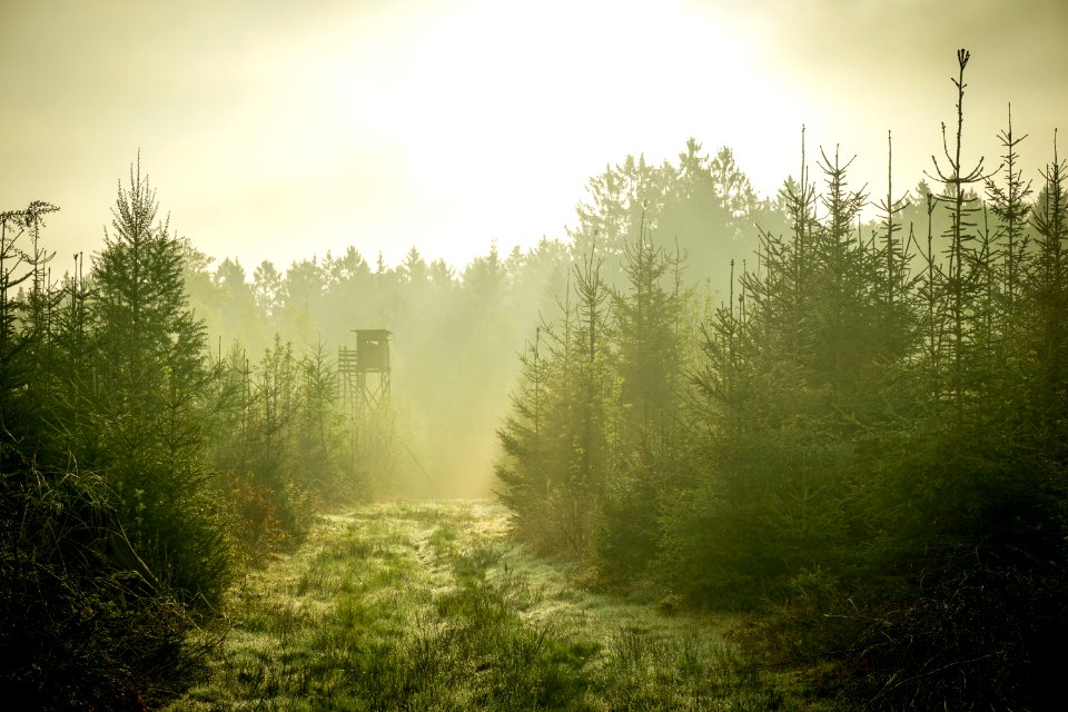 aerial photography of pine trees during daytime