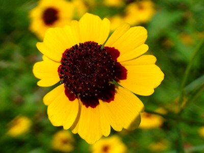 Common missouri flower yellow flower plant