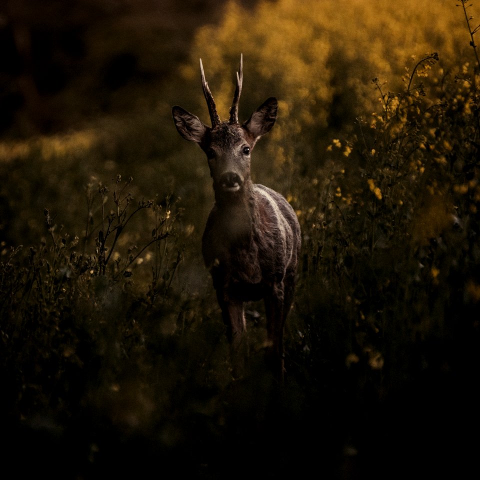 deer on grasses