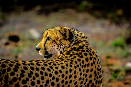 dept of field photography of cheetah photo