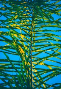 green palm tree leaf at daytime photo