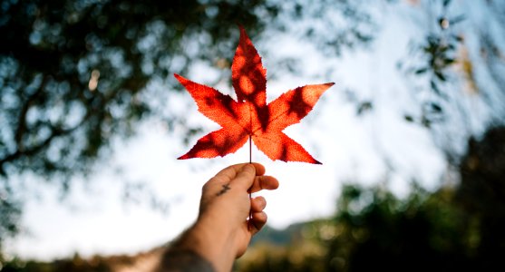 person holding red maple leaf