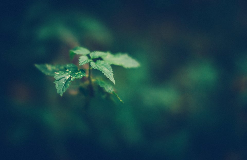 Green, Nature, Leaf