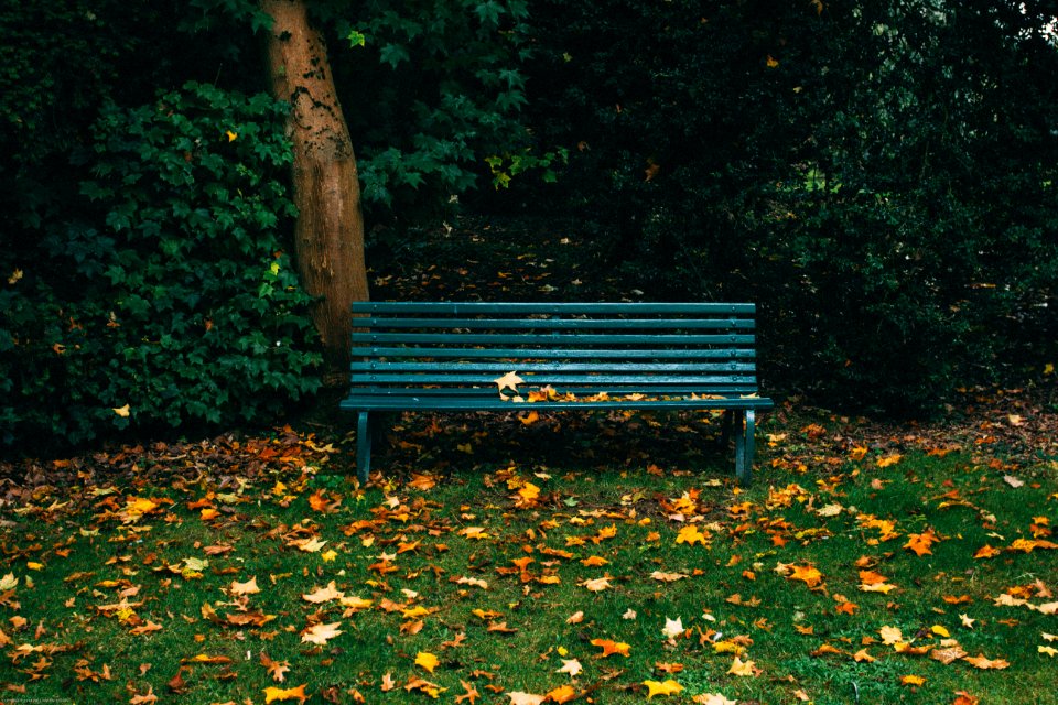 green wooden bench and autumn leaves on grass covered field near trees during day