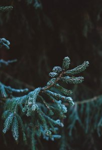 green fir tree in tilt shift lens photography photo