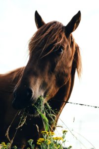 brown horse eating grass during cloudy sky photo