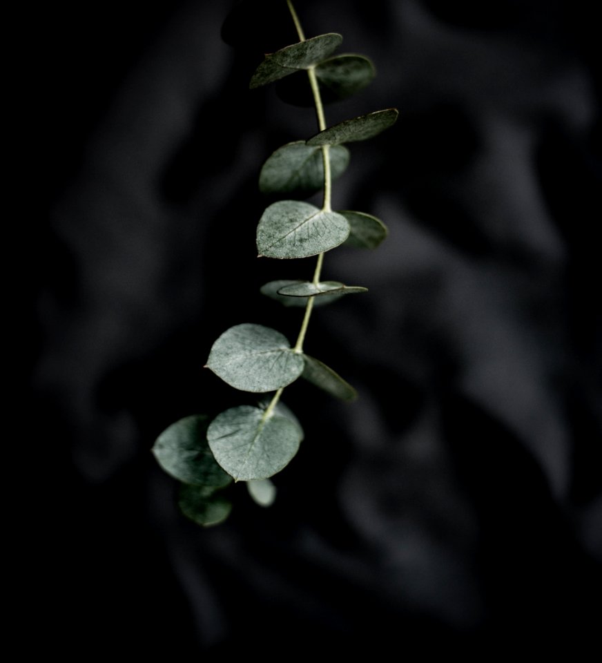 selective focus photography of green leafed plant