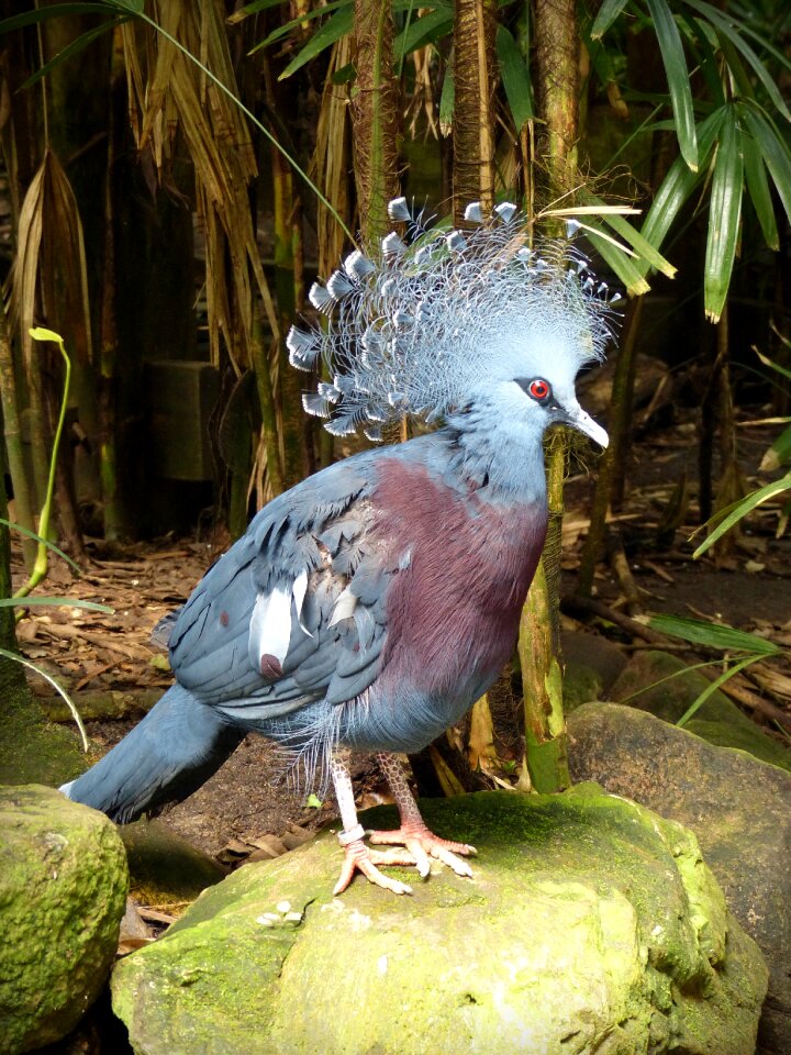 Feather animal standing