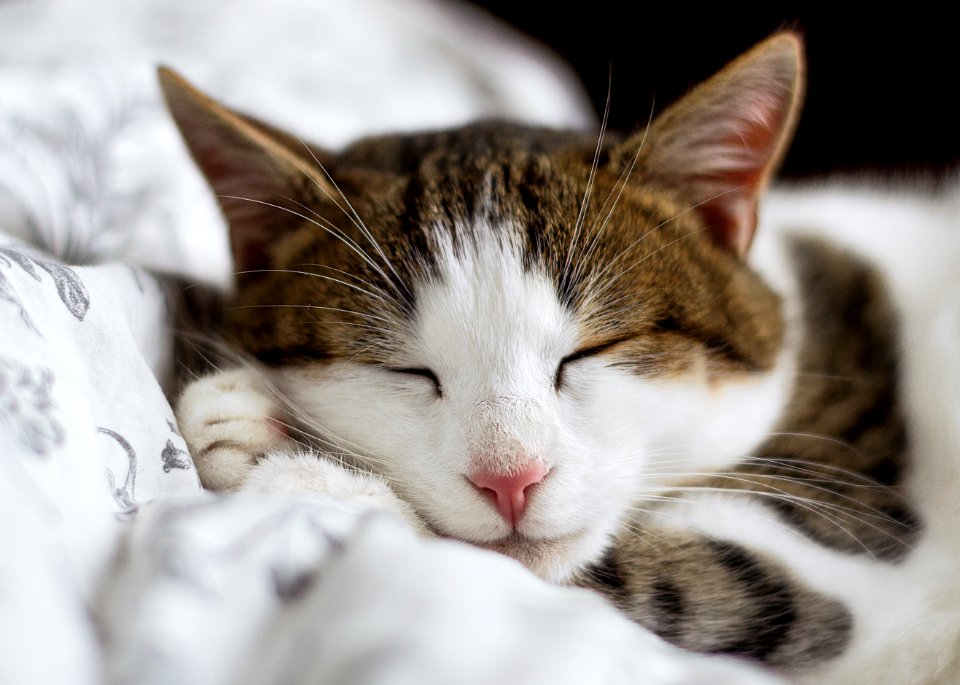 brown and white cat on white textile photo