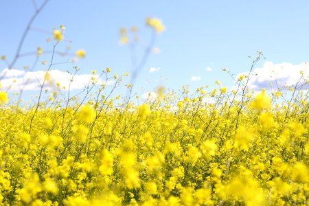 yellow flower field under clear sky photo