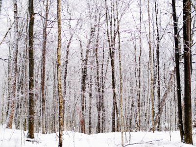 bare trees and field covred with snow photo