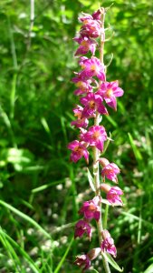 Small flowers often protected