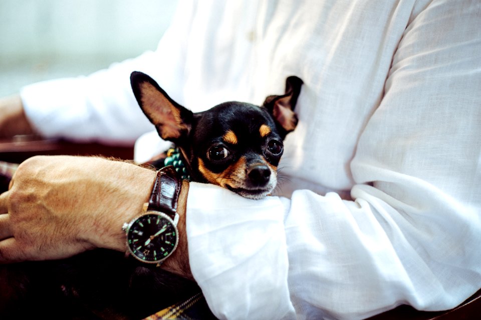 man in white dress shirt wearing round analog watch with brown leather bracelet holding black chihuahua during daytime