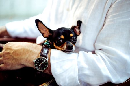 man in white dress shirt wearing round analog watch with brown leather bracelet holding black chihuahua during daytime photo