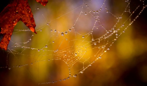selective focused photo of a spider web with water drops