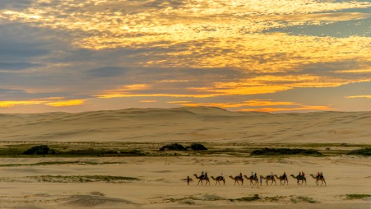 people riding on camel walking on ground at during golden hour photo