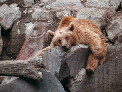 Yerevan, Armenia, Yerevan zoo photo