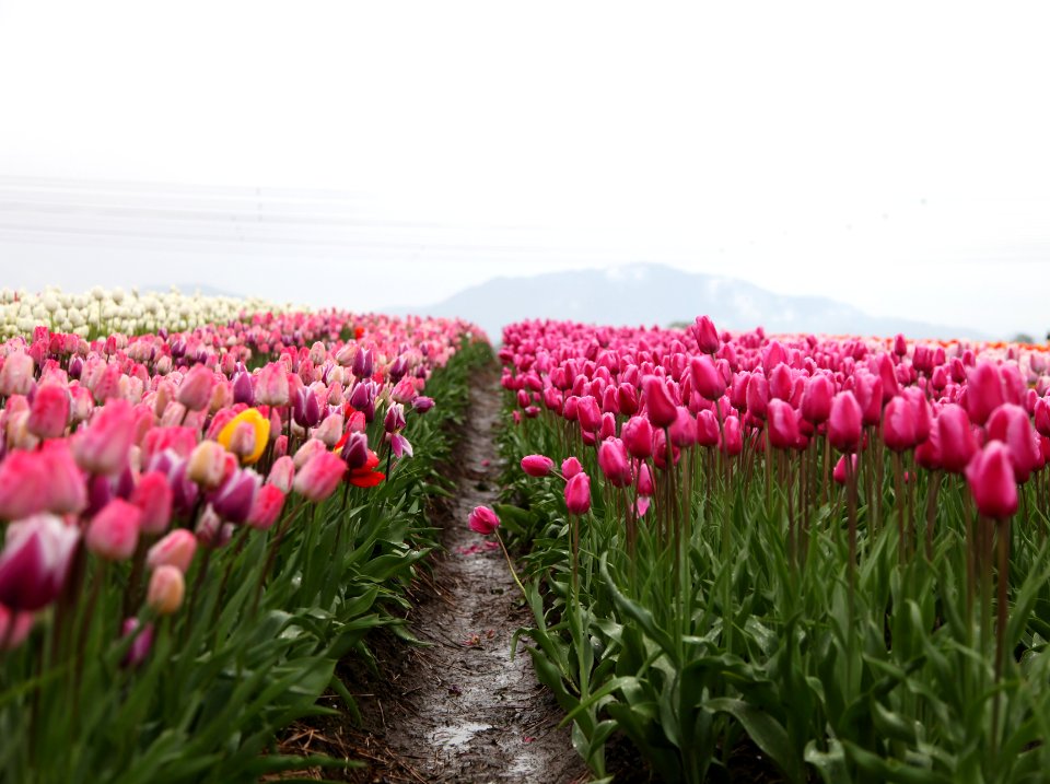 pink tulips field at daytime