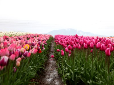 pink tulips field at daytime