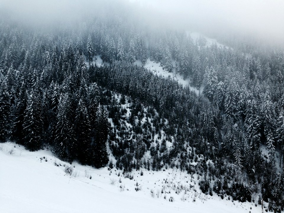 bird's eye view photography of pine trees